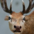 trophy 1